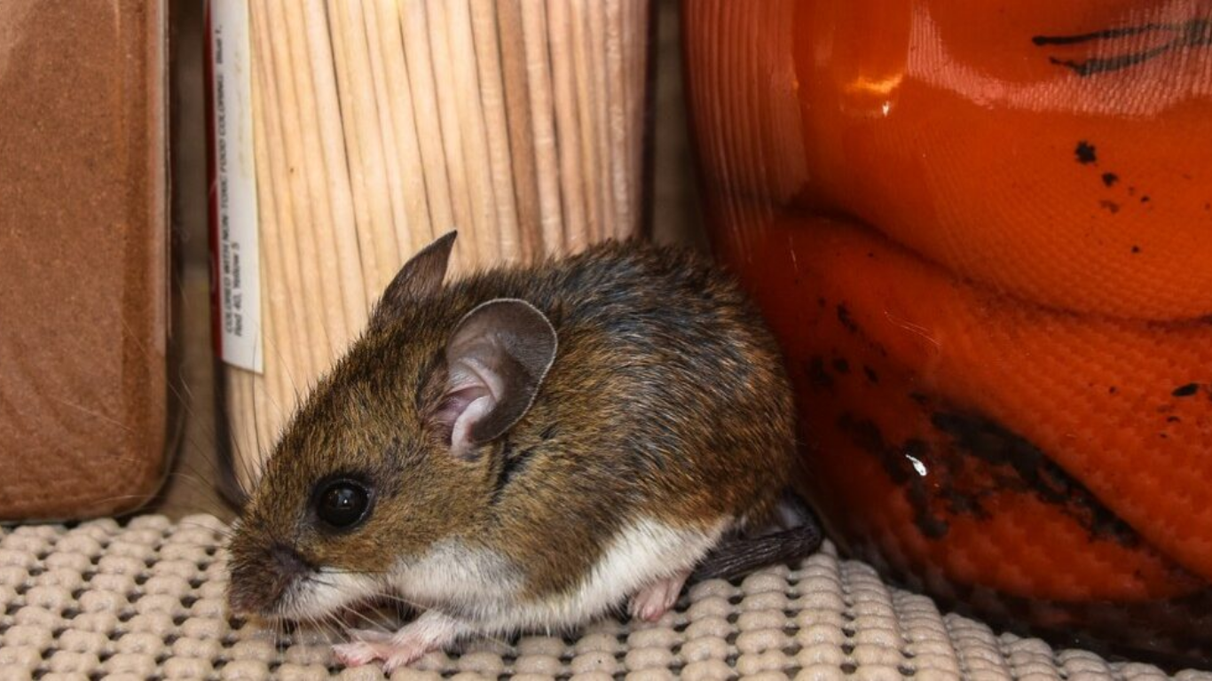 Hantavirus en crucero, tres fallecidos, cepa Andes confirmada y la OMS descarta una nueva pandemia